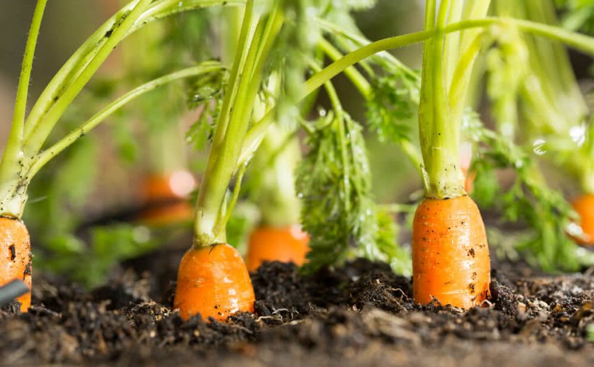 Carrot Cultivation in India With Essential Information