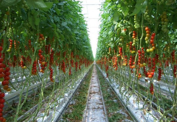 Tomato Commercial Farming