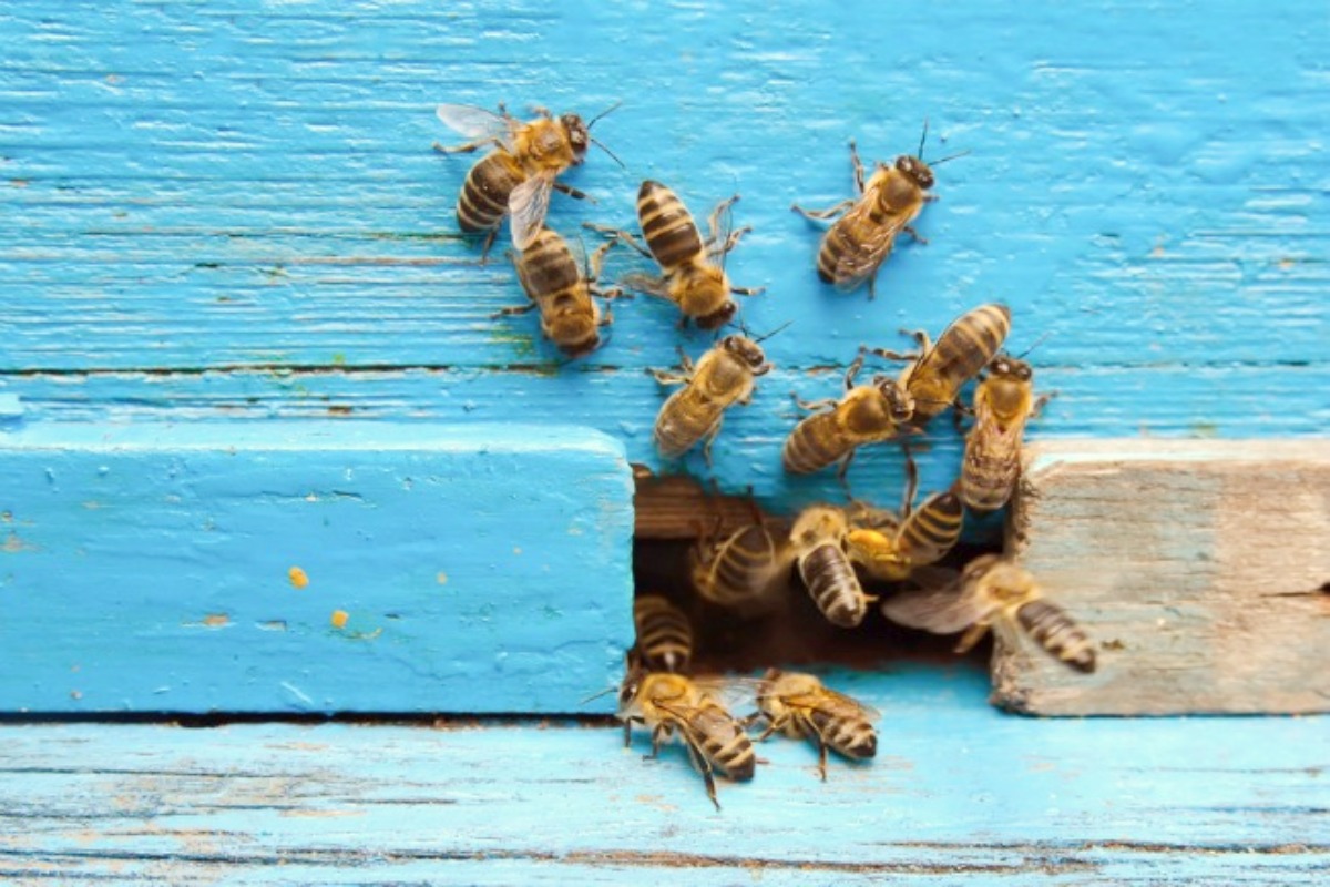 bee control company Brisbane