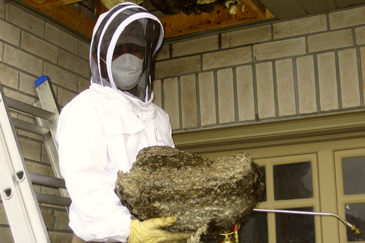 local bees pest control