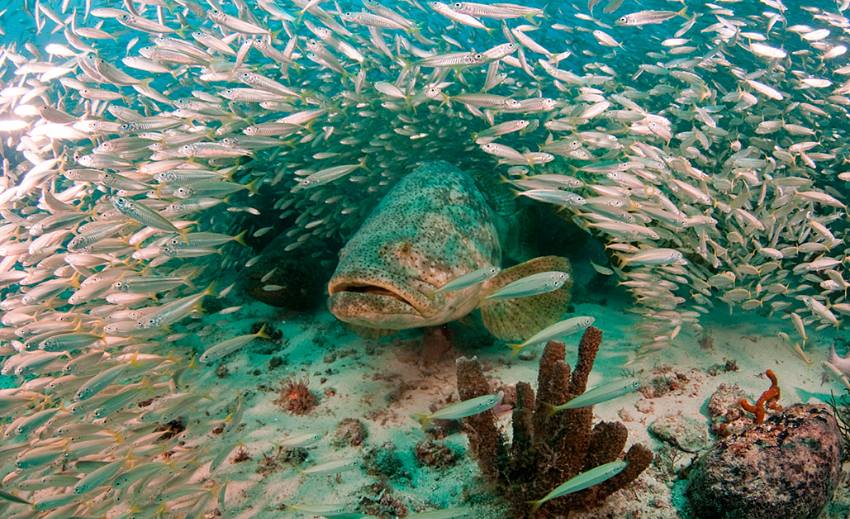 Interesting Giant Groupers Facts