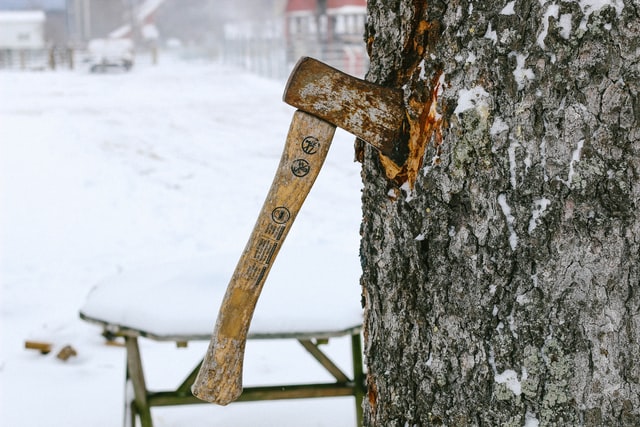 healthy tree