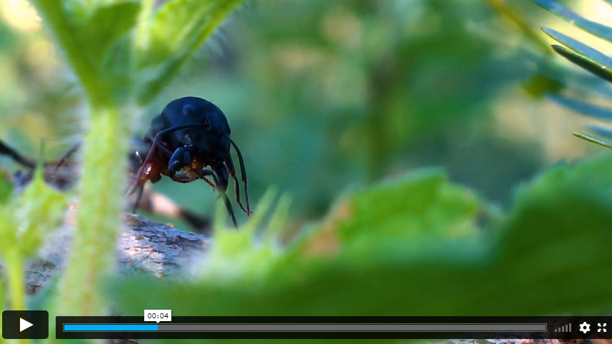 Ant Control Expert