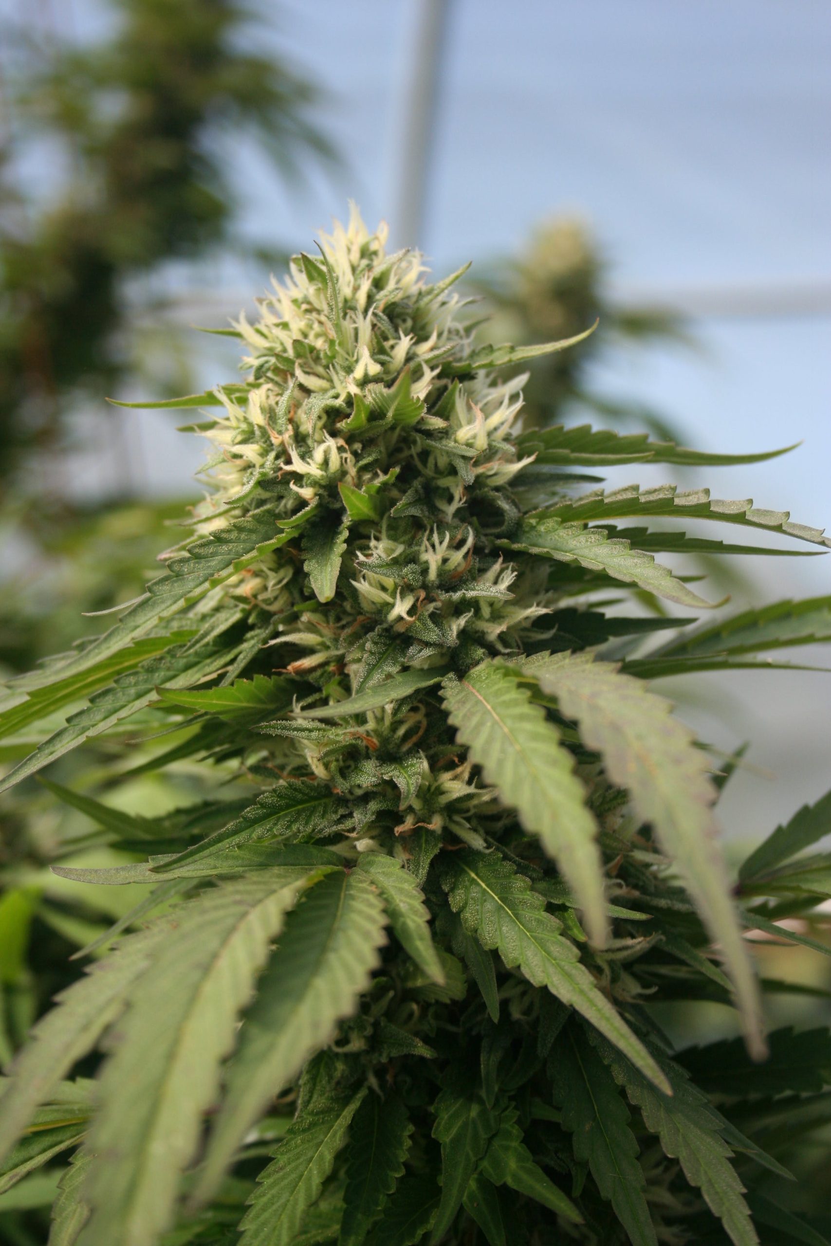 Super Lemon Haze