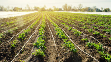 Drip Irrigation