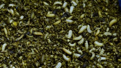 Black Soldier Fly
